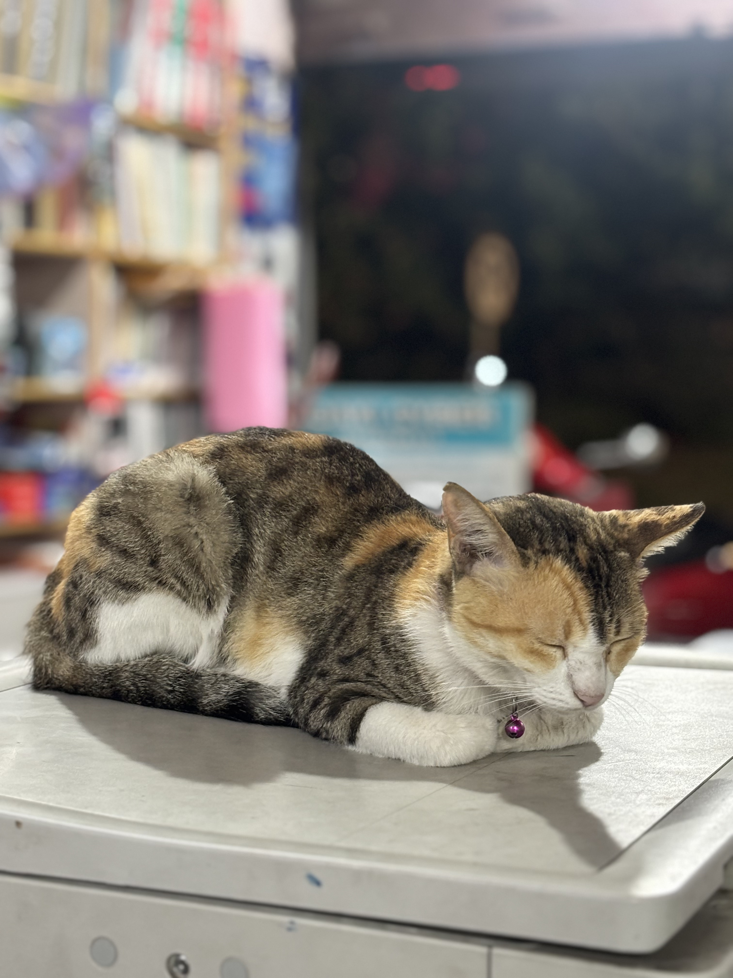 Our friendly companion